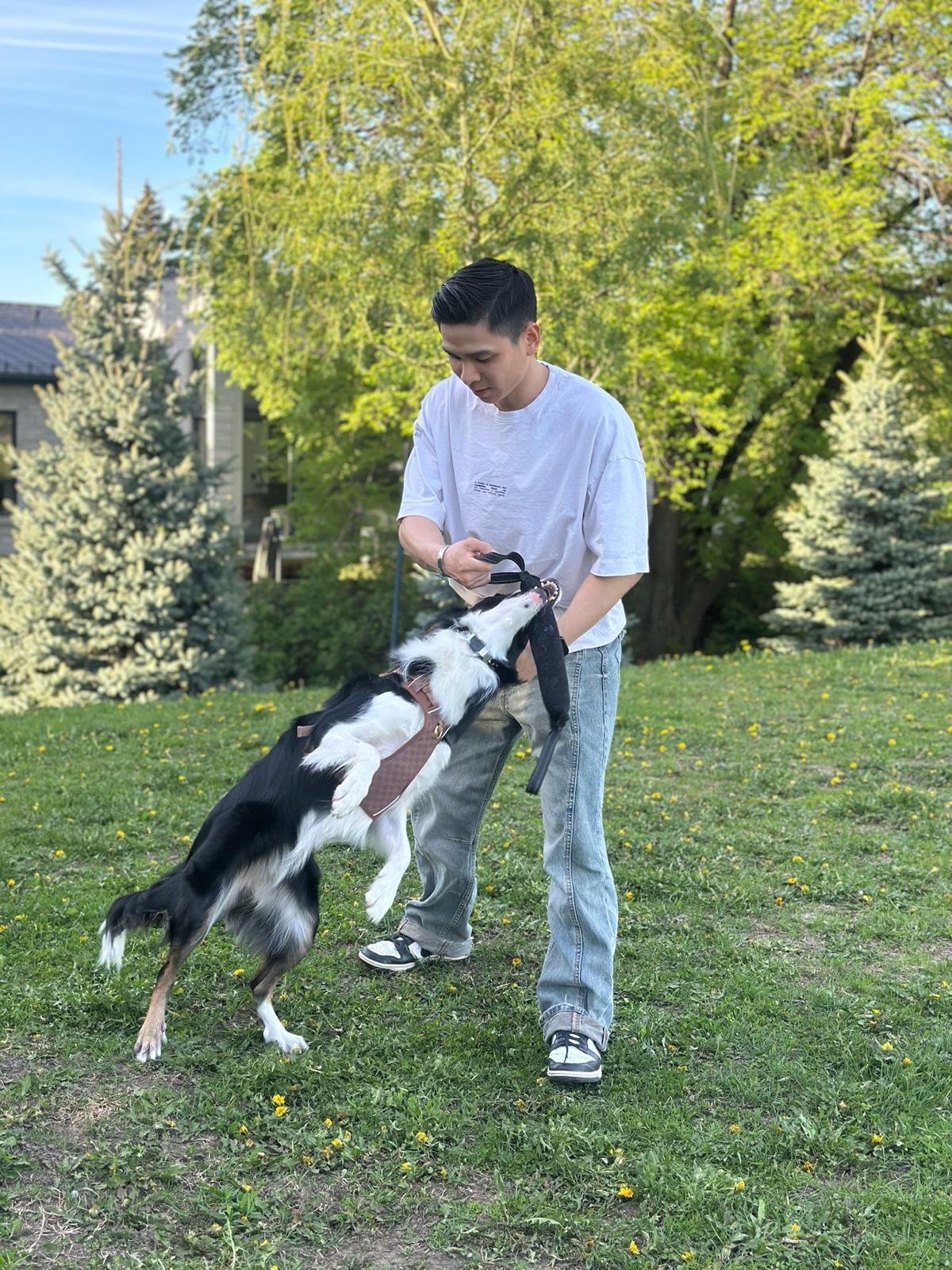 Life with dogs
